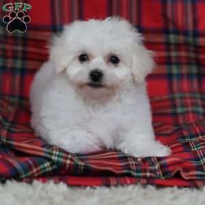 Gracie, Bichon Frise Puppy